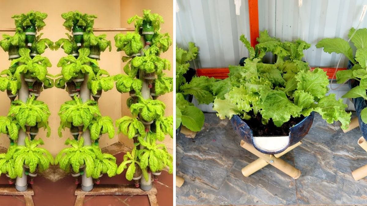 Smart Ways to Recycle Plastic Bottles & Grow Vegetables on Dry Branches