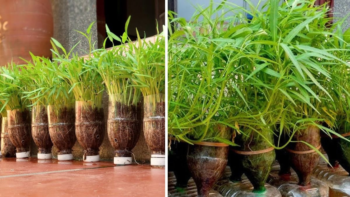 Easy Way to Grow Kangkong in Plastic Bottles at Home — Simple DIY Hydroponic Guide