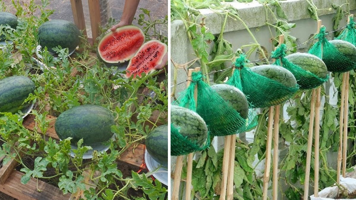 Amazing Idea | How To Grow Watermelon at Home Easy: Simple DIY Guide for Juicy Summer Harvest