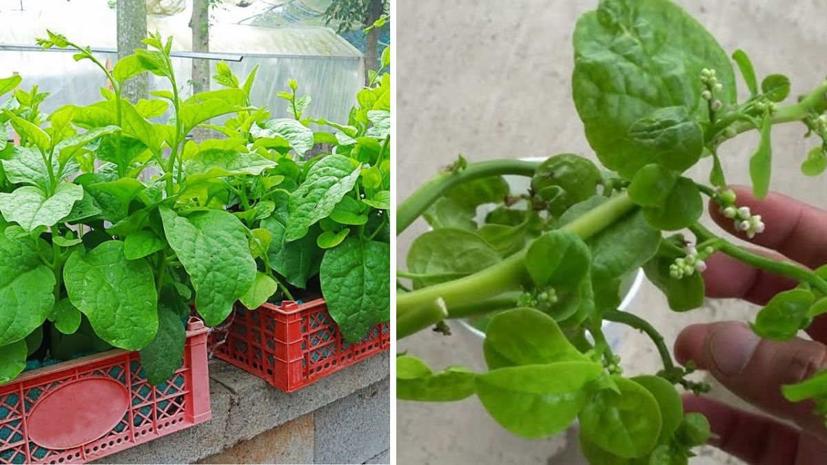 How to Grow Malabar Spinach from Supermarket Stalks