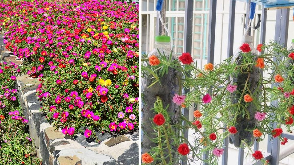 Small Wall Garden Ideas: Planting Portulaca (Moss Roses) for Colorful Vertical Spaces