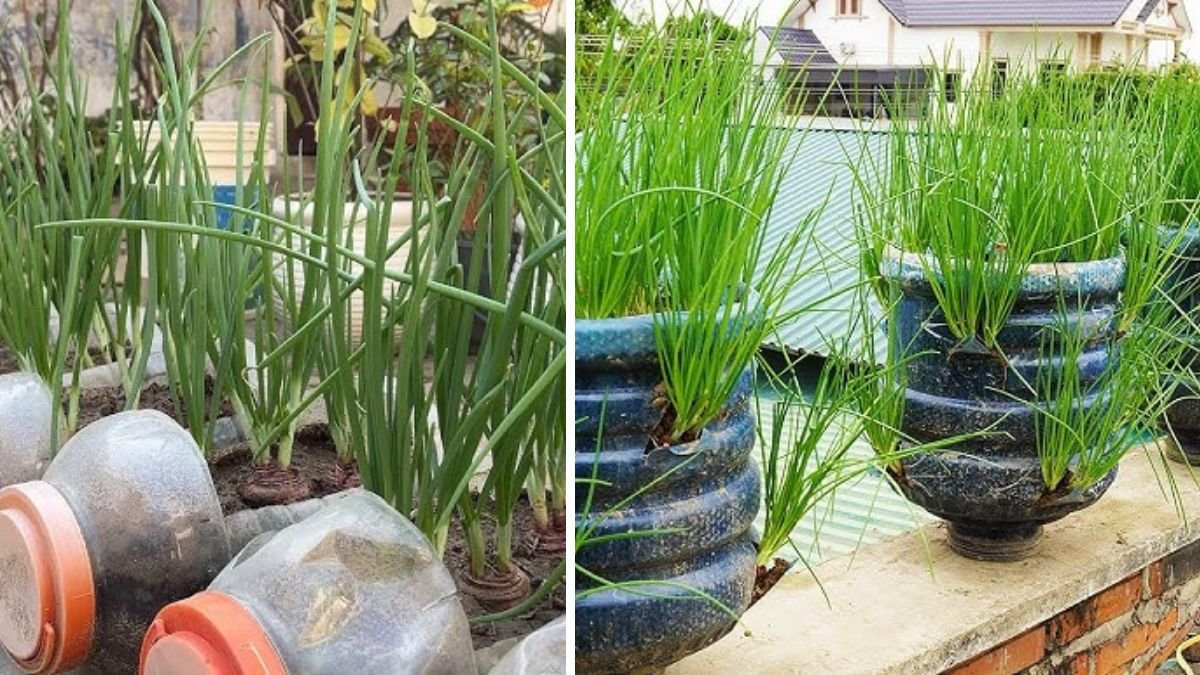 Amazing Idea: Growing Onions and Mint in Plastic Bottles at Home