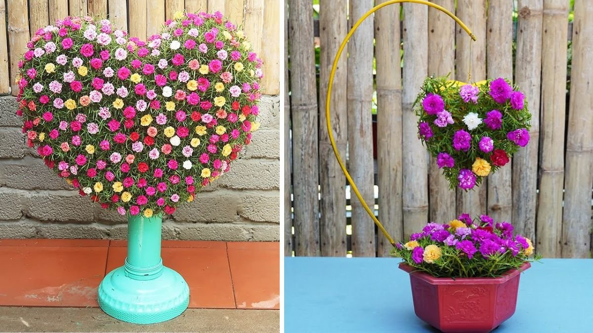 Grow Stunning Beautiful Heart Shape Portulaca Grandiflora Flower Vertical Garden