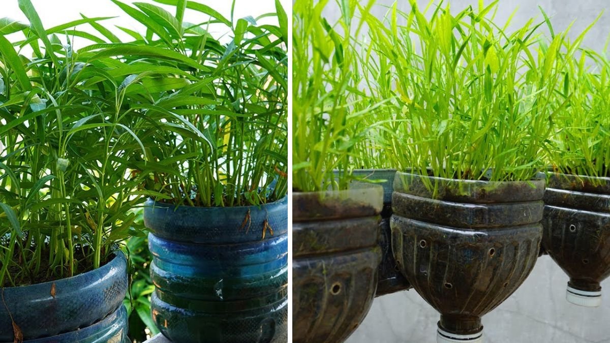 How to Grow Water Spinach from Seeds in Plastic Bottles: A Complete Home Gardening Guide