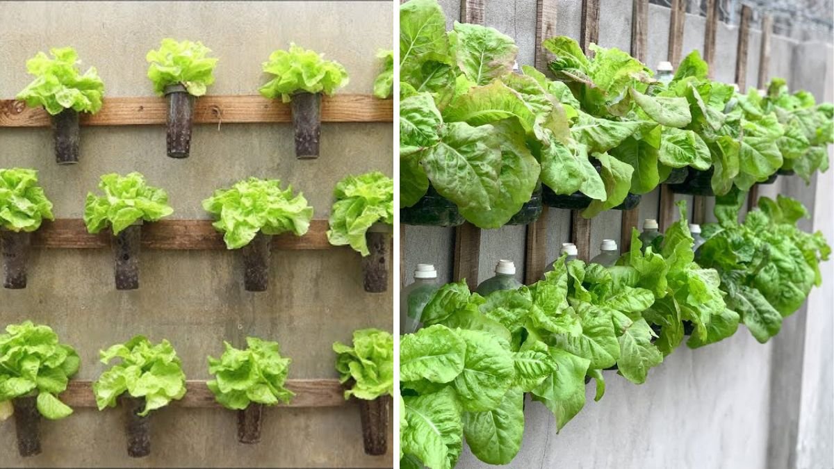 How to Recycle Plastic Cups into a Hanging Vegetable Garden