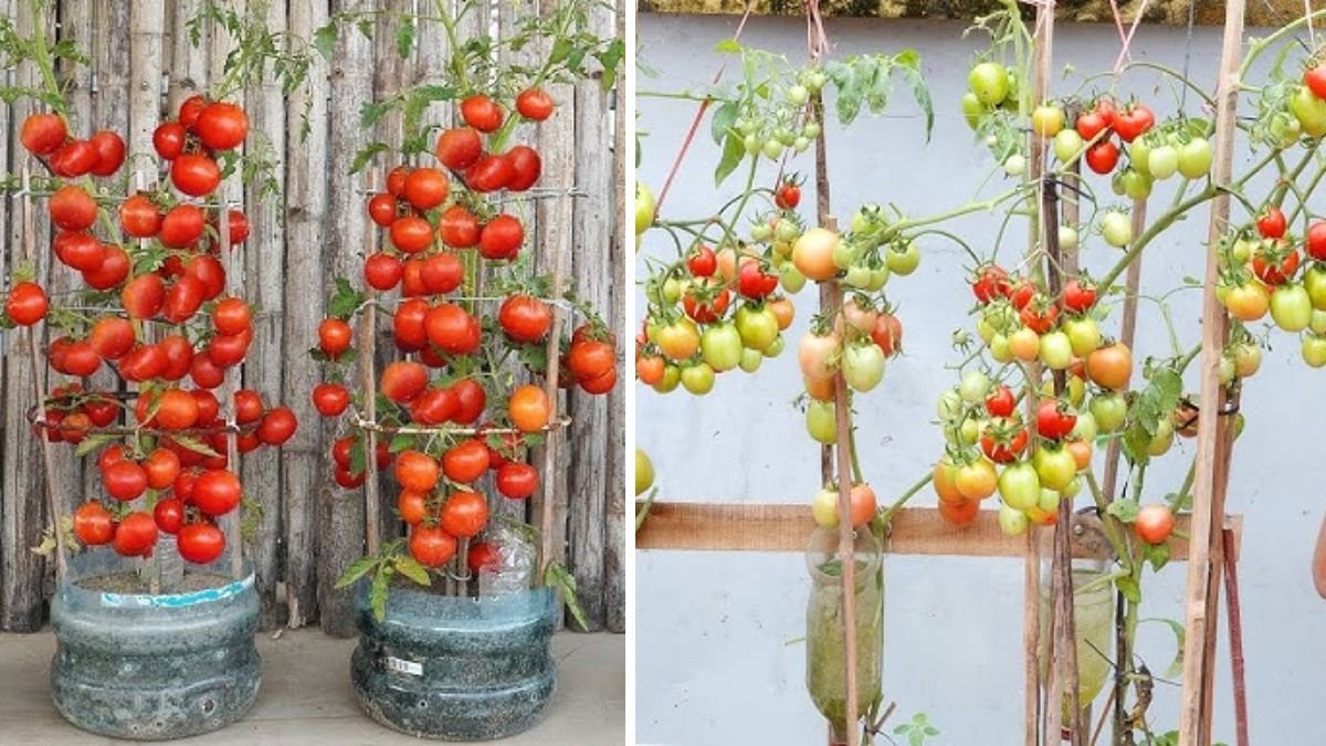 How to Grow Tomatoes at Home for High Yield — No Garden Needed