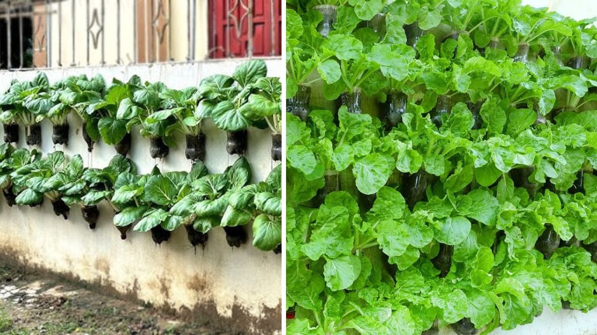 Turn a Small Wall Into a Lush Vegetable Garden — No Garden Needed!
