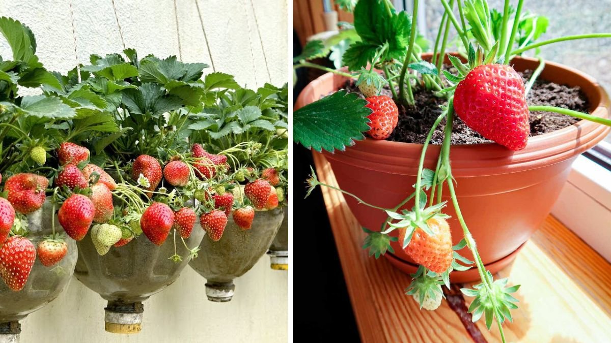 No Garden Needed – Easy Tips to Grow Strawberries at Home