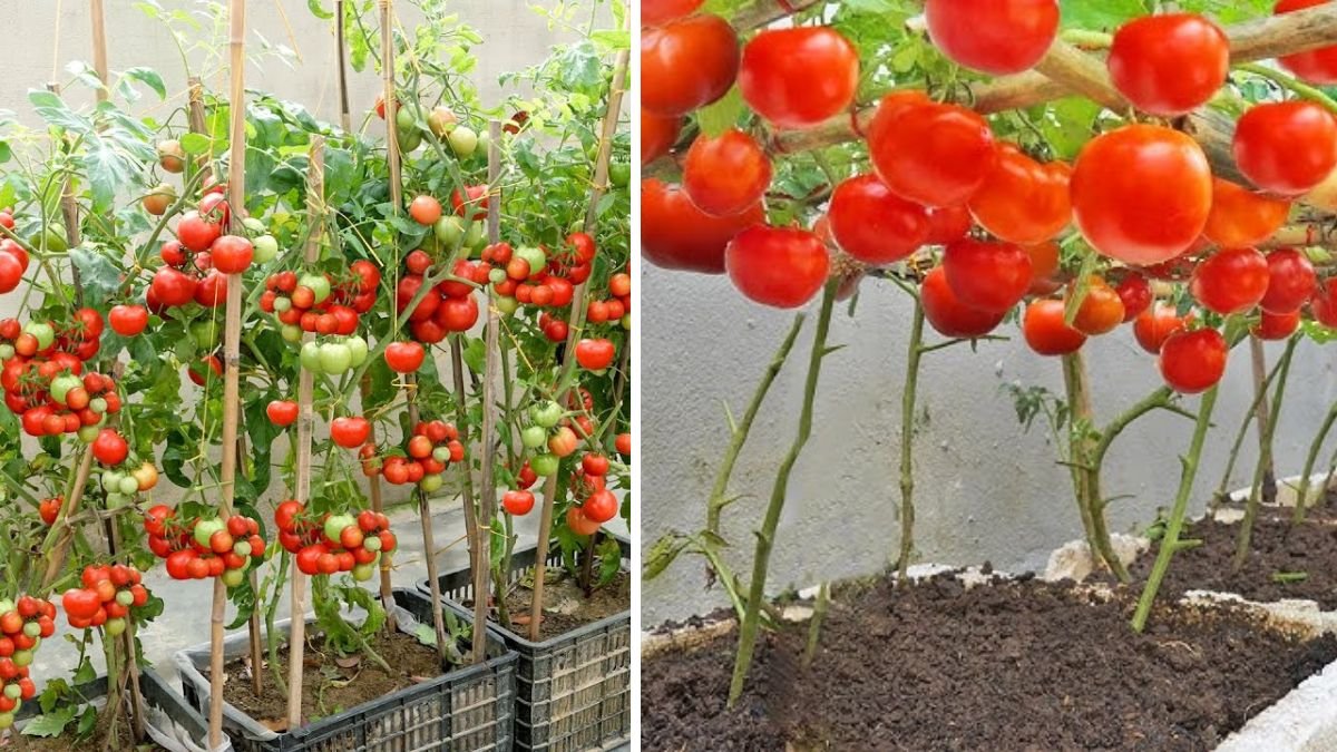 Amazing Tomato Garden at Home — The Most Creative and Economical Ways to Grow Tomatoes