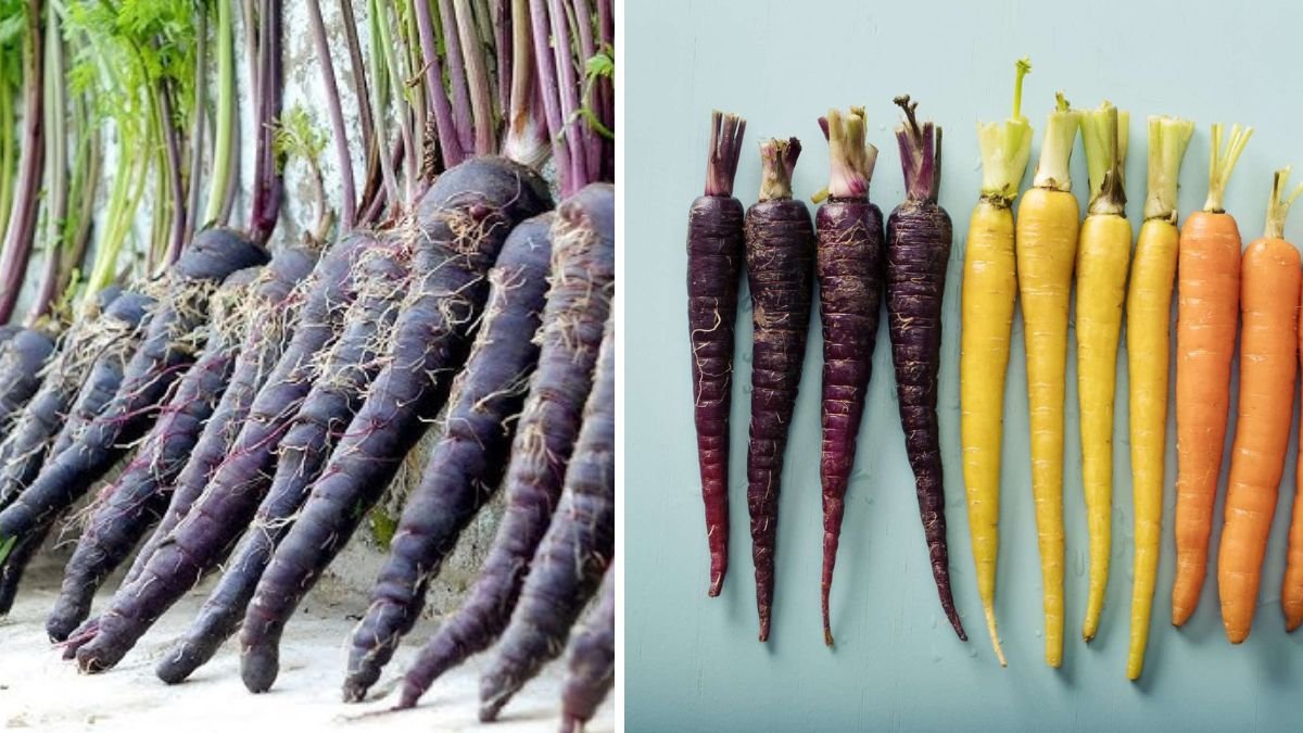 The Most Delicious and Nutritious Type of Carrot