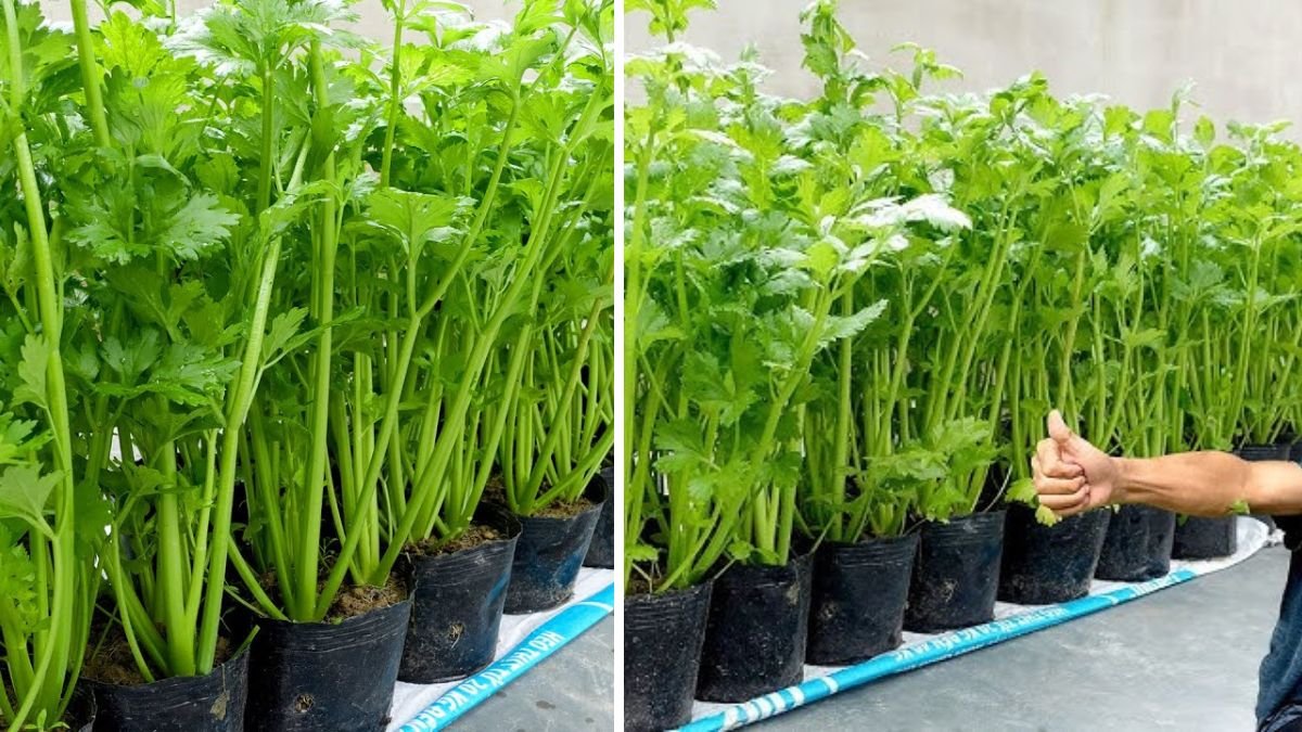 Grow Celery at Home Without a Garden: Surprising & Simple Ways