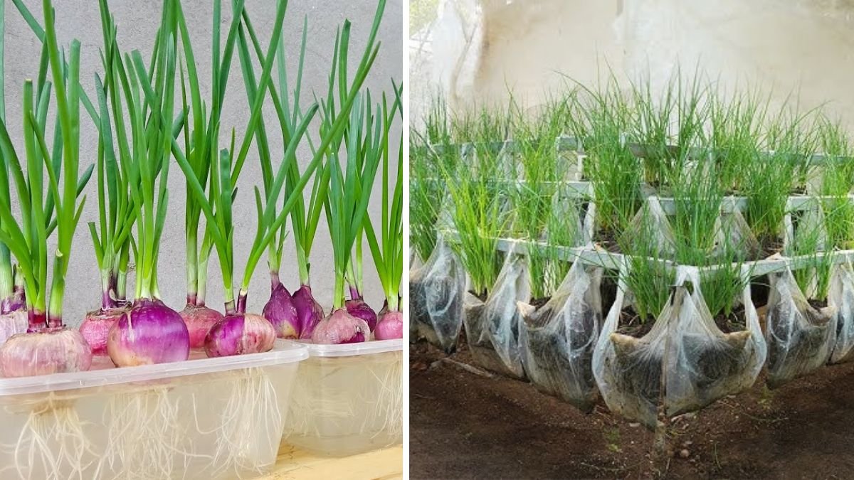 Growing Onions at Home Without a Garden: Easy, Space‑Saving Techniques for Fresh Harvests