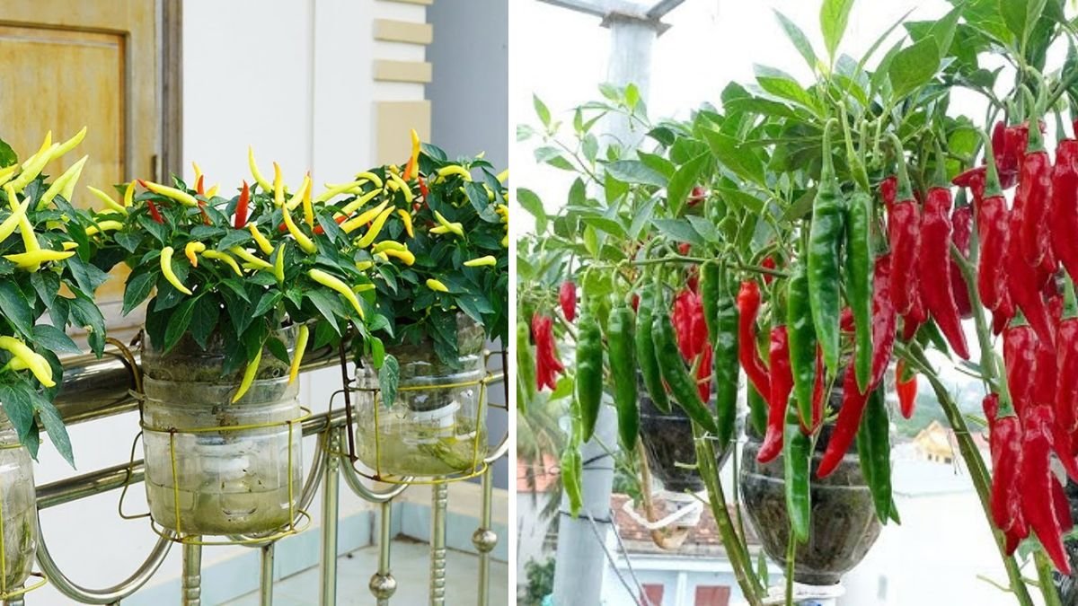 Grow Chili on Your Balcony — Easy, High Yield, and Fruitful Tips for 2026
