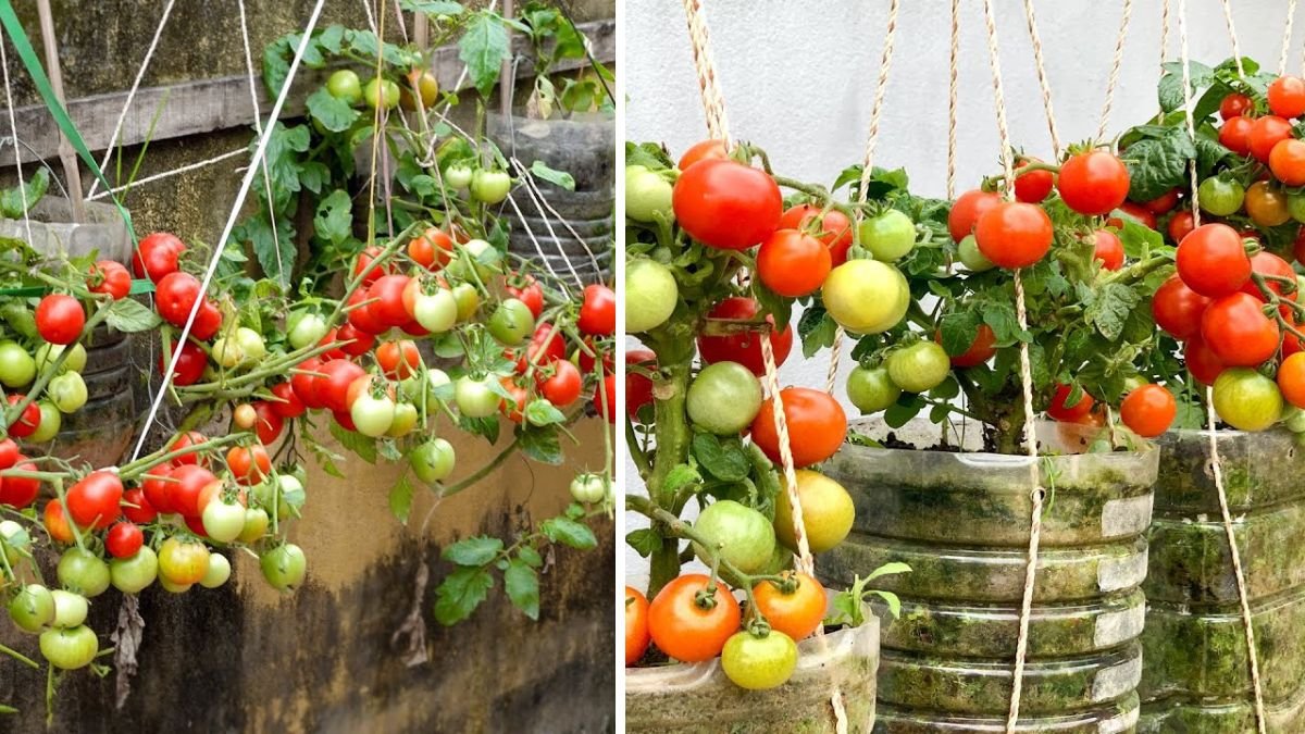 No Need for a Garden, Growing Tomatoes This Way Is Fruitful and Easy