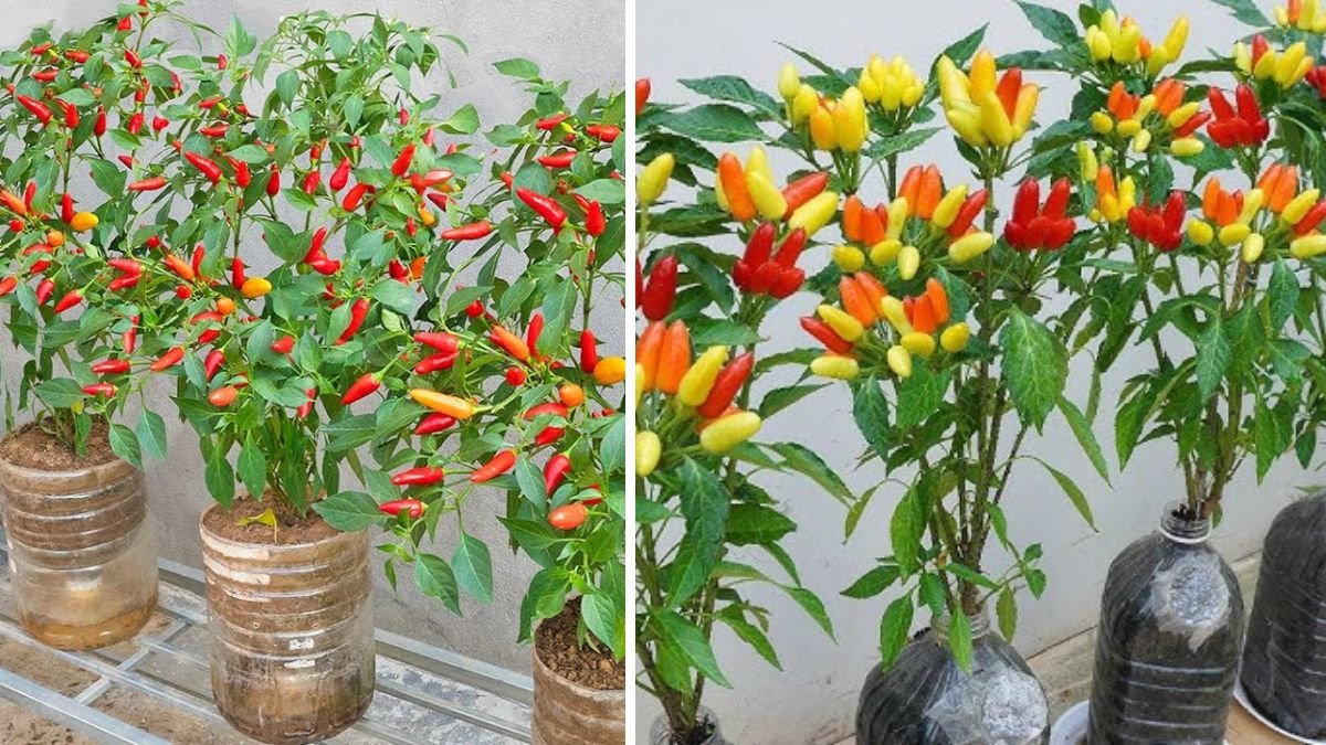 Beautiful, High-Yield & Easy Chili Growing at Home