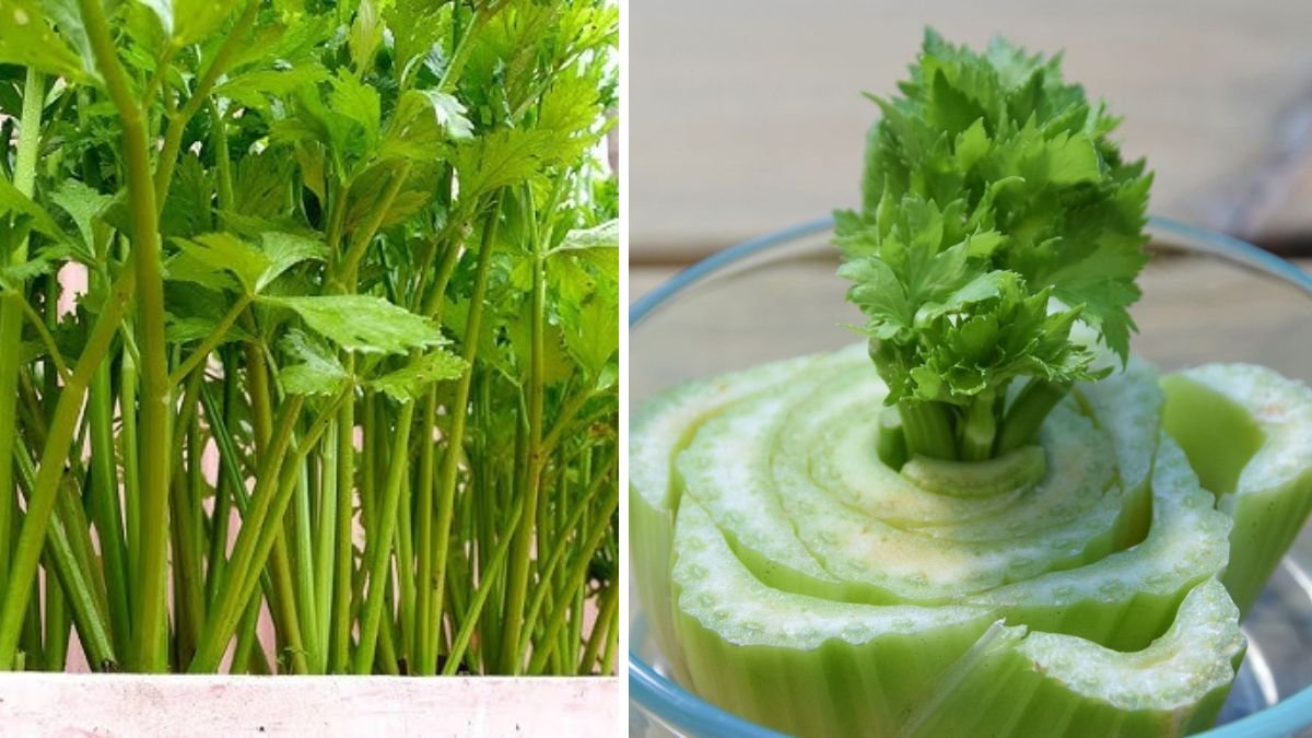 Heat‑Resistant, Delicious Celery You Can Grow All Year Round