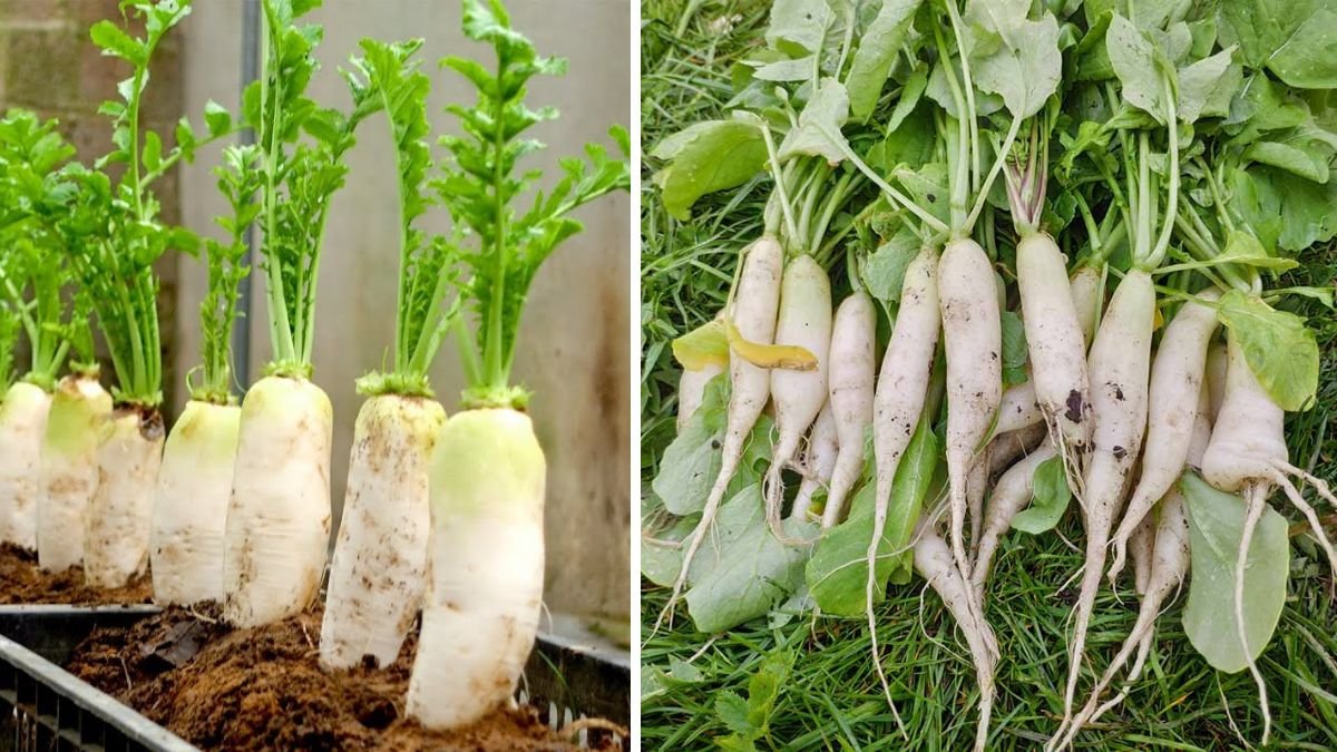 No Garden Needed — How Growing Radish at Home Is Easy and Rewarding