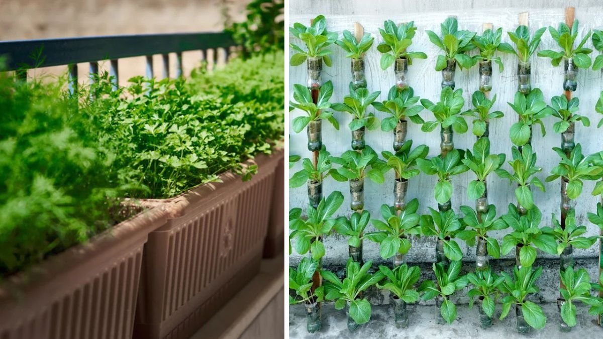 Amazing Hanging Garden Ideas to Grow Vegetables on Your Balcony