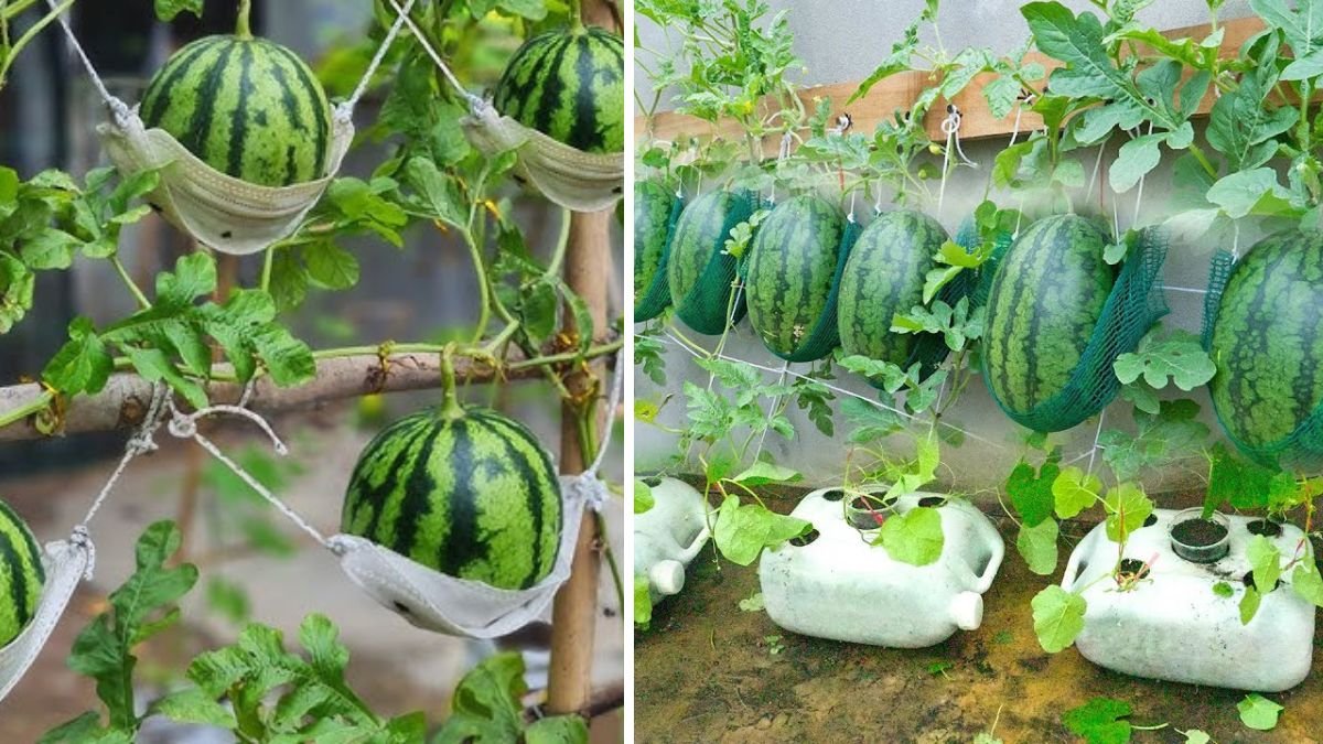 You Won’t Believe How Easy It Is to Grow Watermelon at Home