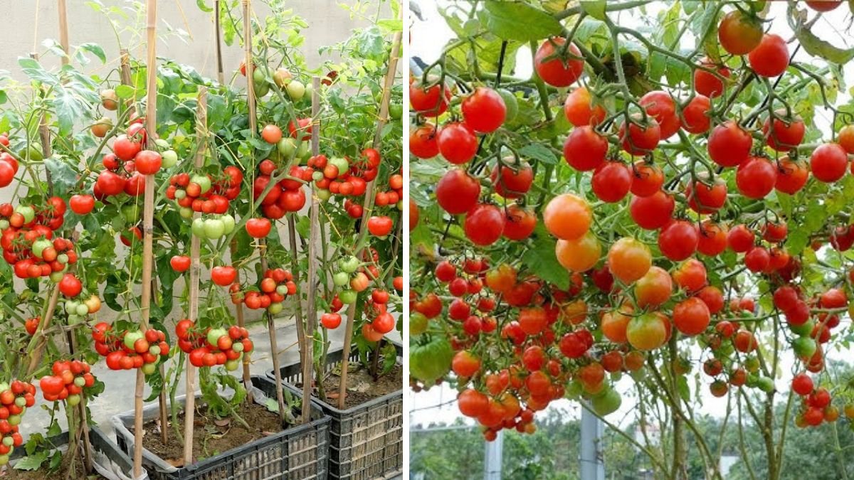 Growing Tomatoes at Home: Tips for Many Fruits and a Fast Harvest