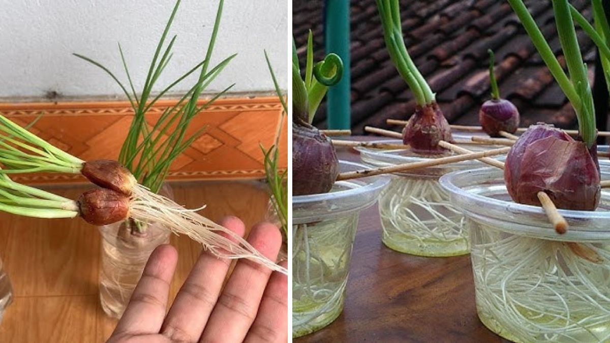 How to Grow Onions Easily Using Small Plastic Bottles at Home