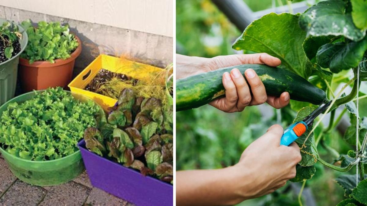 Delicious and Extremely Healthy, Very Easy to Grow for Beginners: Your Ultimate Guide to Home Gardening