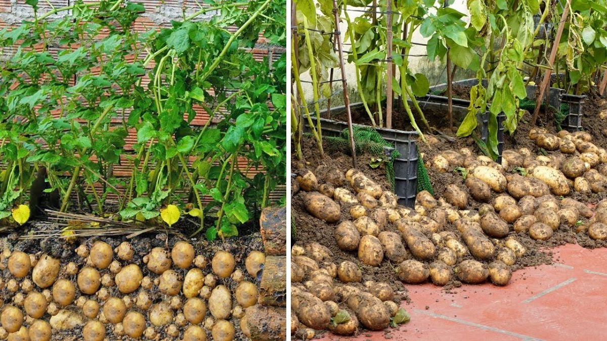 Grow Potatoes at Home Easily: Beginner’s Guide to Tubers, Tips & Harvest Success