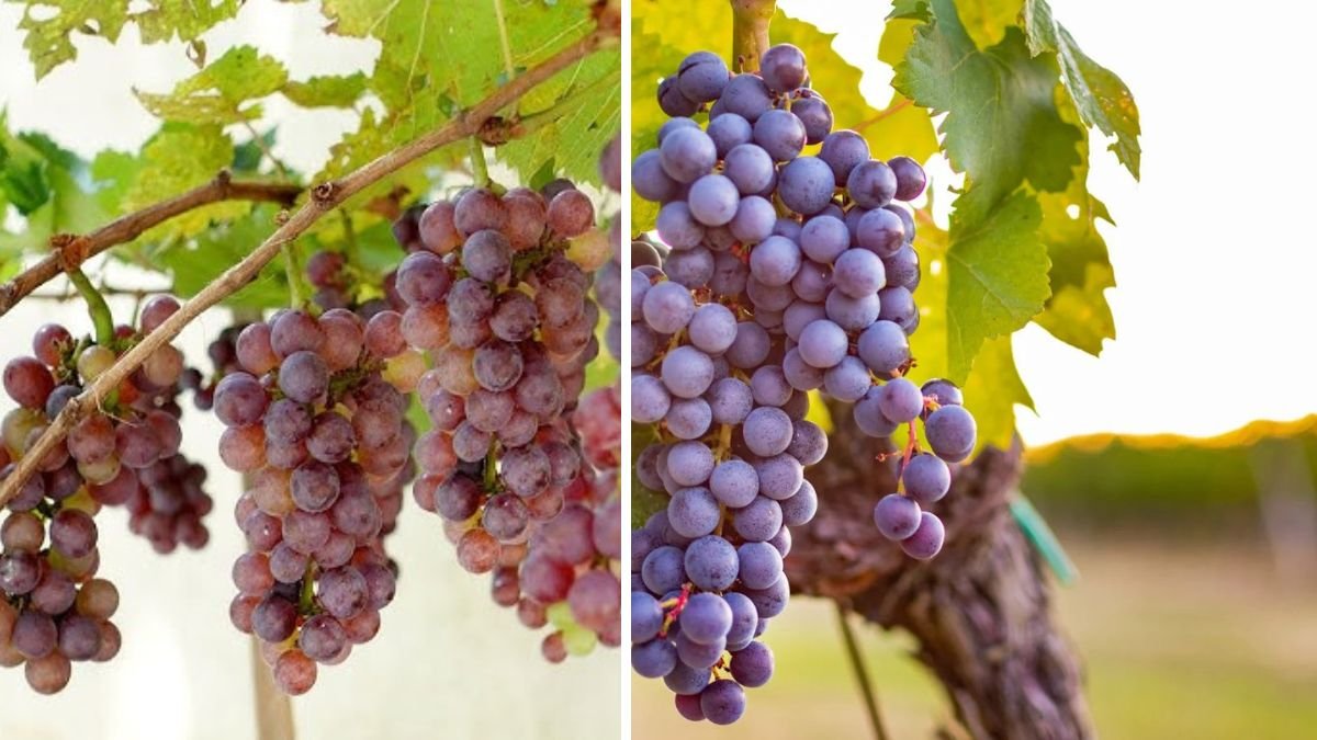 Grow Grapes at Home Easily: Fruitful Tips for Every Gardener