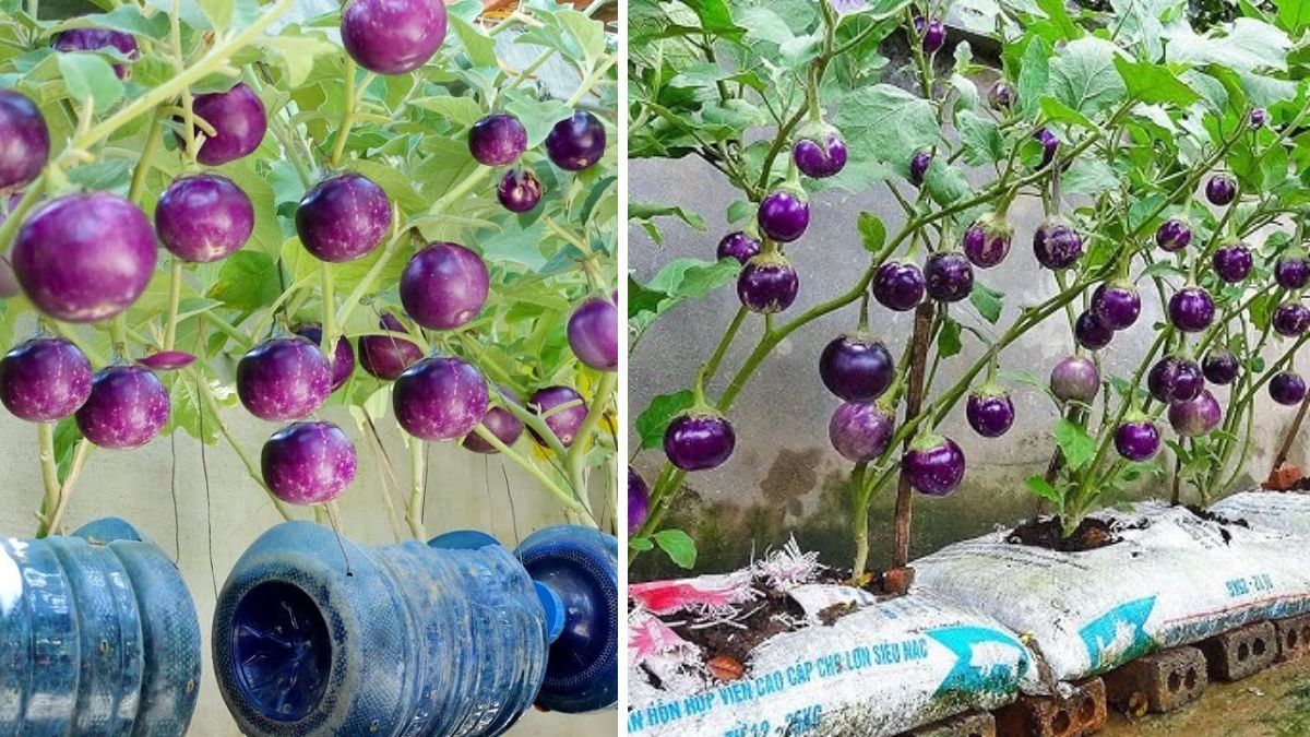 How I Grow Round Eggplant at Home for High Yield – So Easy and So Many Fruits!
