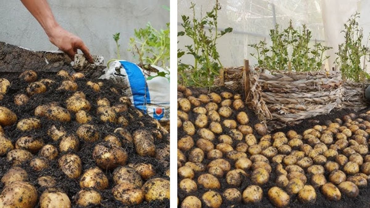 Your Best Potato Growing Method to Never Buy Potatoes Again