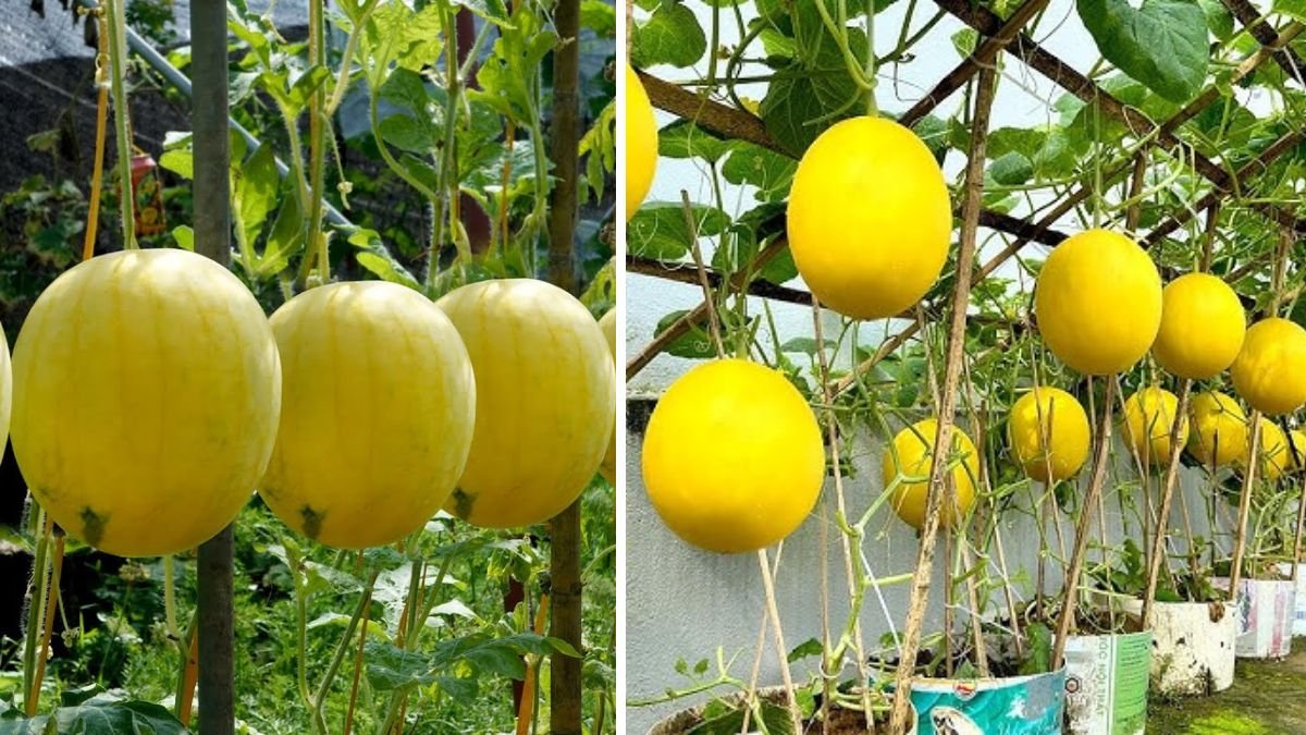 Secrets to Growing Yellow Watermelons: Tips for Big, Sweet, Juicy Fruits