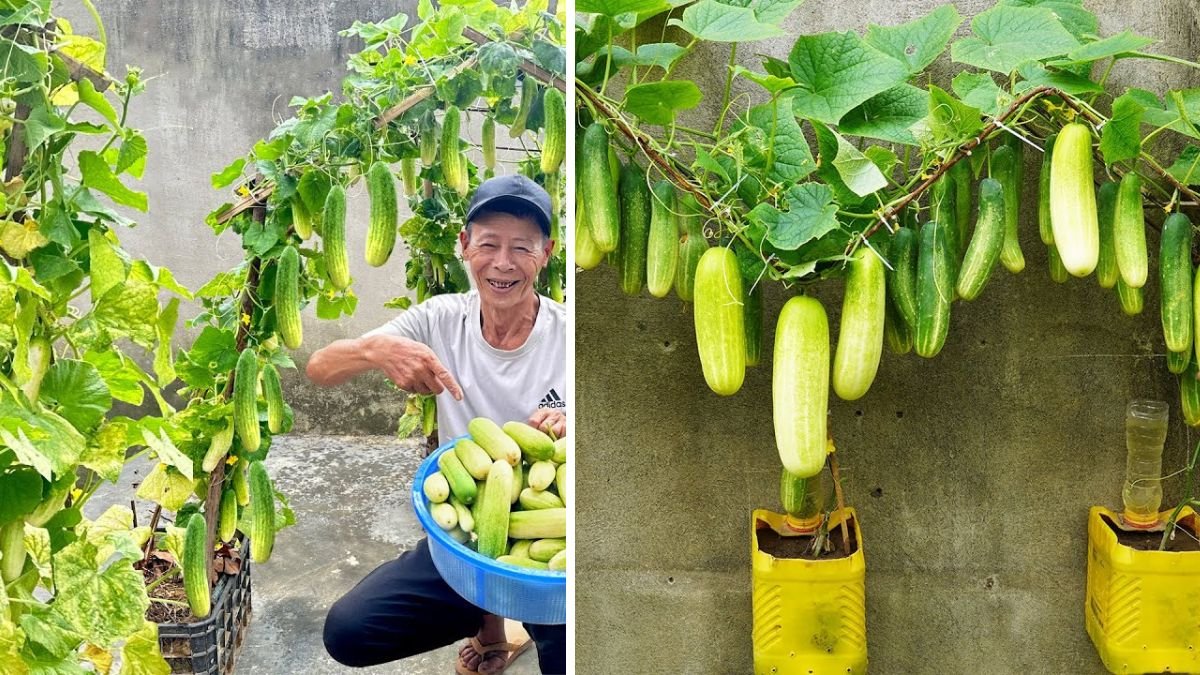 Don’t Make This Mistake If You Want High-Yield Cucumbers