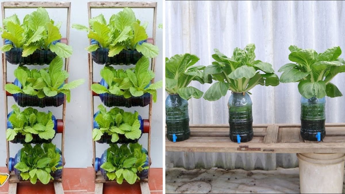 10 Creative Ways to Turn Plastic Bottles Into a Beautiful Vegetable Garden