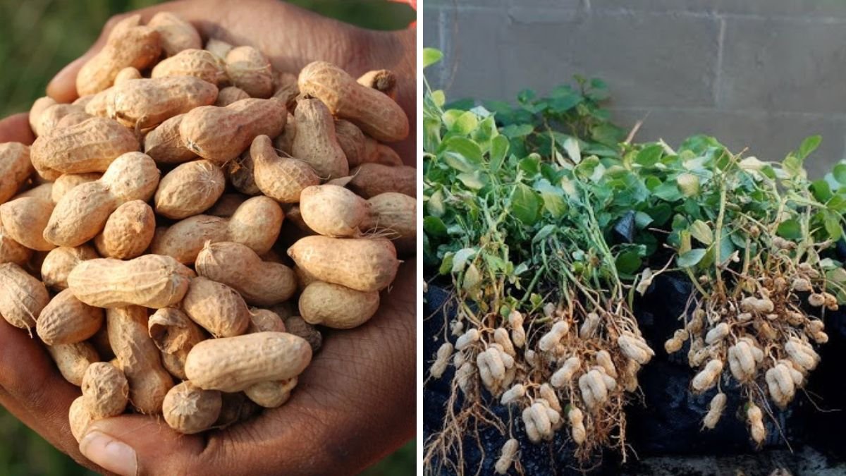 Revealing Secret Growing Queen Peanuts at Home: Didn’t Expect This Easy Method!