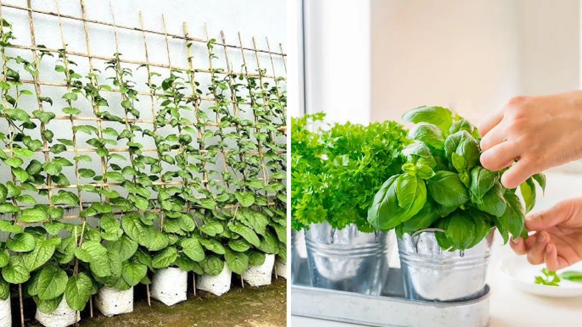 How to Grow Fresh Vegetables Without a Garden, Heavy Care, or Supermarket Trips