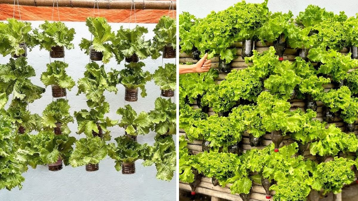 Super Creative, Recycle Heart Vegetable Garden — The Surprising Joy When You See It Grow!
