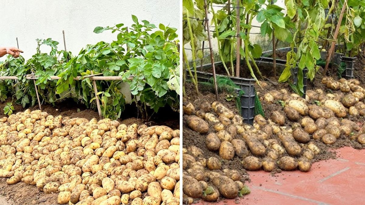 You Can’t Ignore This Tip If You Want Potatoes to Give Many Tubers