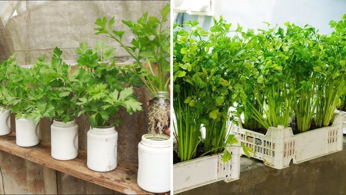 Grow Fresh Celery Without a Garden: Simple and Space-Friendly