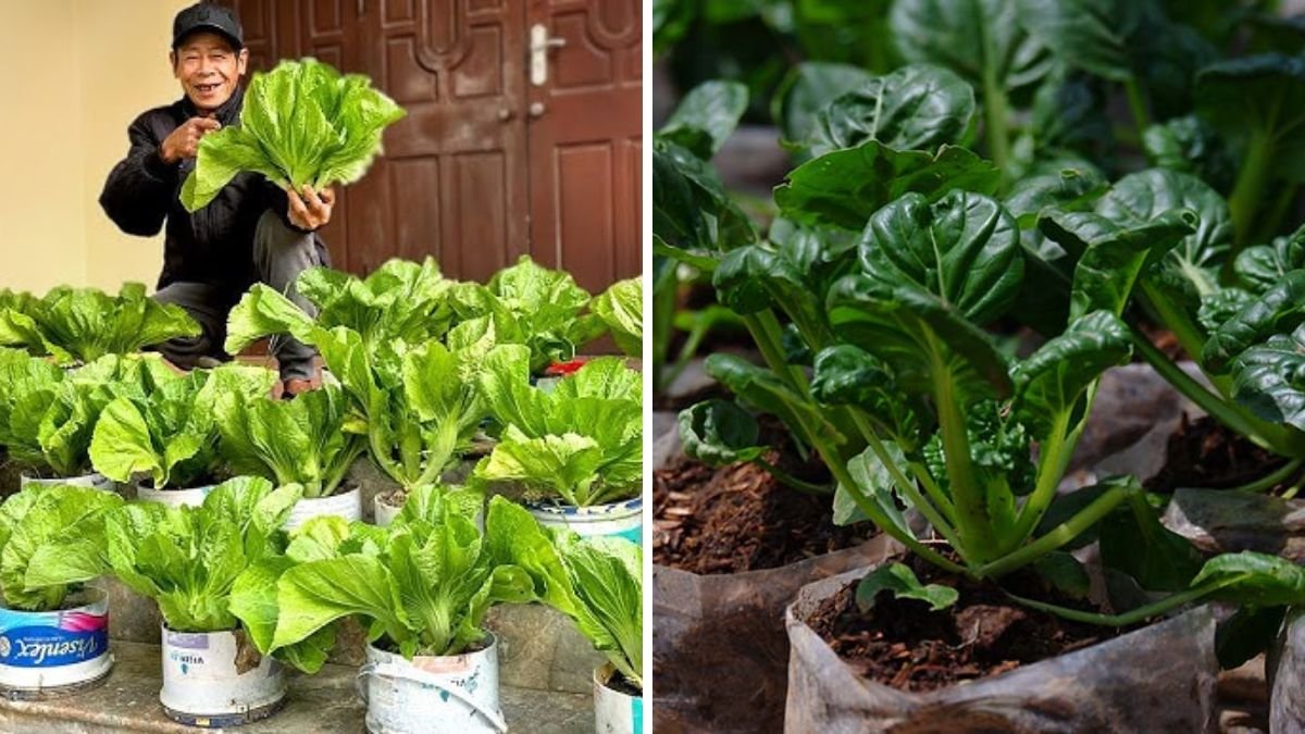 The Easiest Way to Grow Chinese Mustard Green I’ve Never Tried — Simple, Fast, and Delicious!