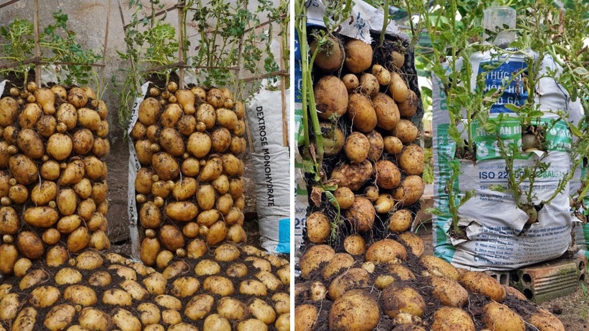 Never Have to Buy Potatoes Again: How to Grow Your Own with