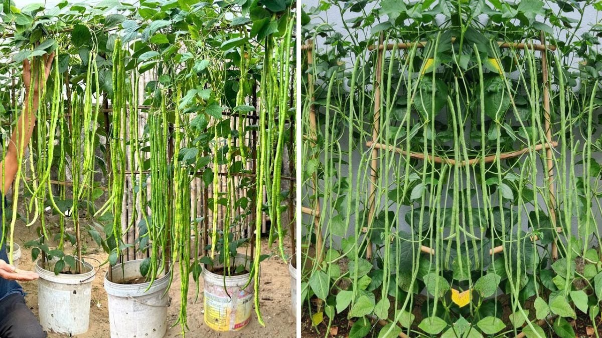 The Secret Helping Cowpeas Achieve Outstanding Yields With Proven Strategies