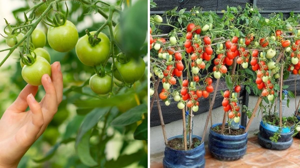 How to Grow Tomatoes This Way for Maximum Fruit Without Extra Effort