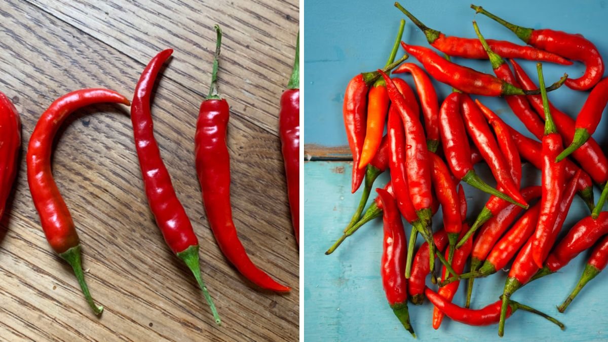 Why Didn’t I Know About This Chili Earlier? It’s Super Sweet and Flavorful