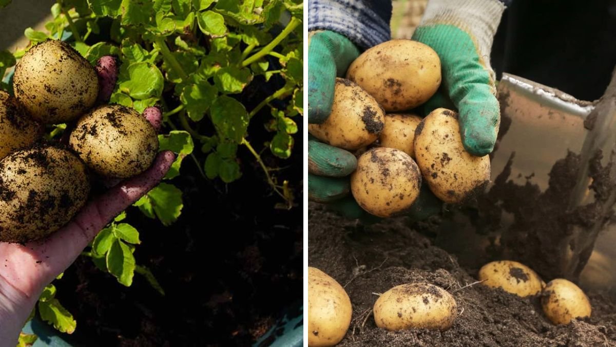 It’s Unexpected That Growing Potatoes in Containers Would Give Such Big Harvests