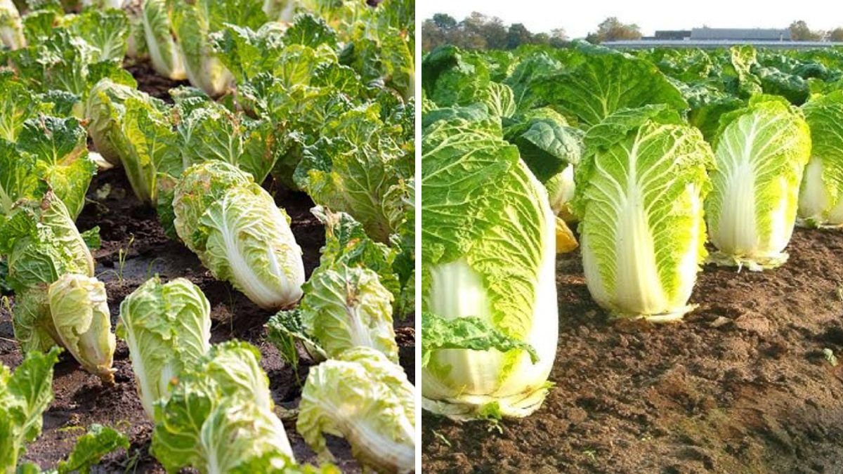 Grow Chinese Cabbage for Quick Harvest With No Pests or Diseases