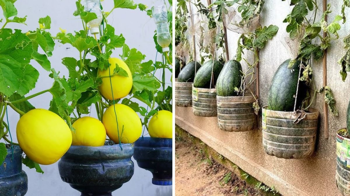 Turn Plastic Bottles Into a Super Fruit Melon Garden — Perfect DIY Eco Gardening Guide