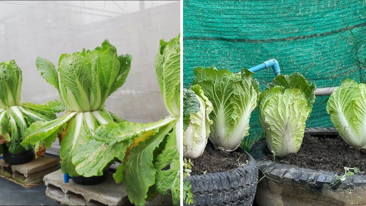Big Results Growing Napa Cabbage in Small Pots