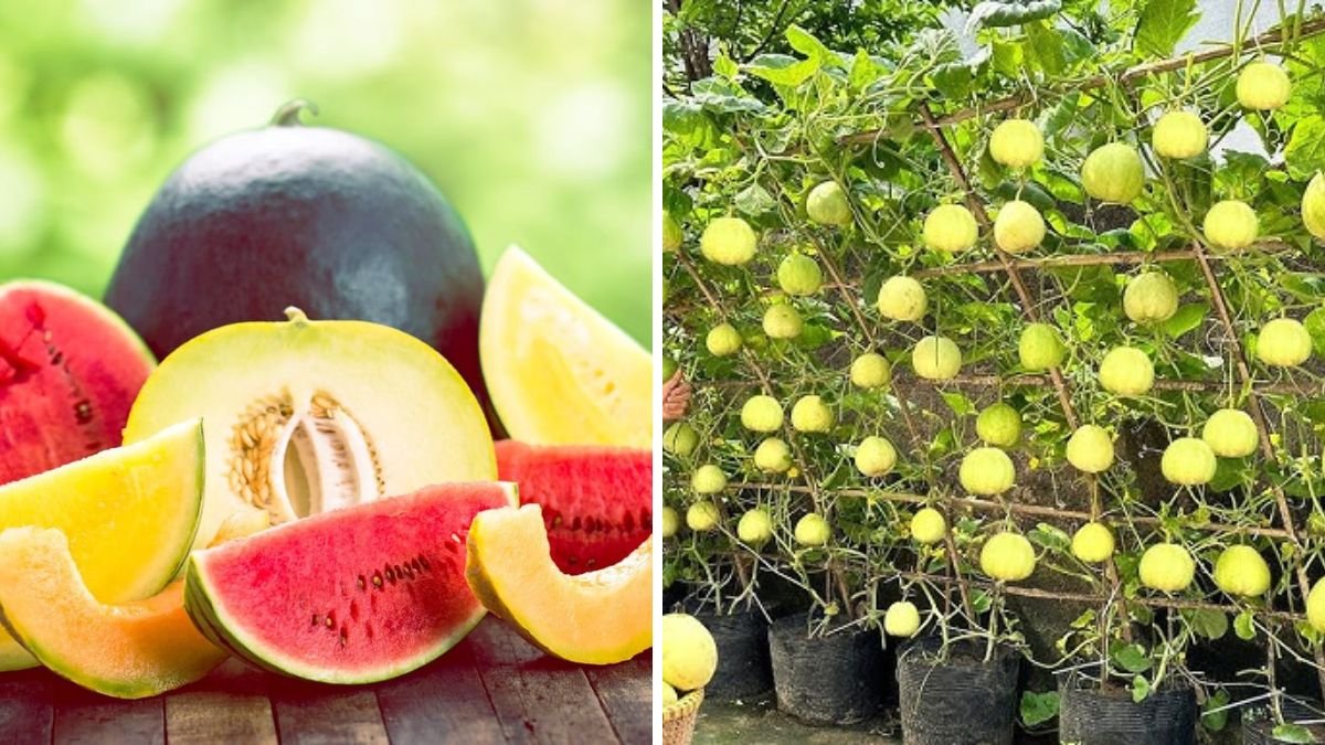 Lots of Fruit, Crispy and Super Sweet: Discover the Best Specialty Melon Varieties