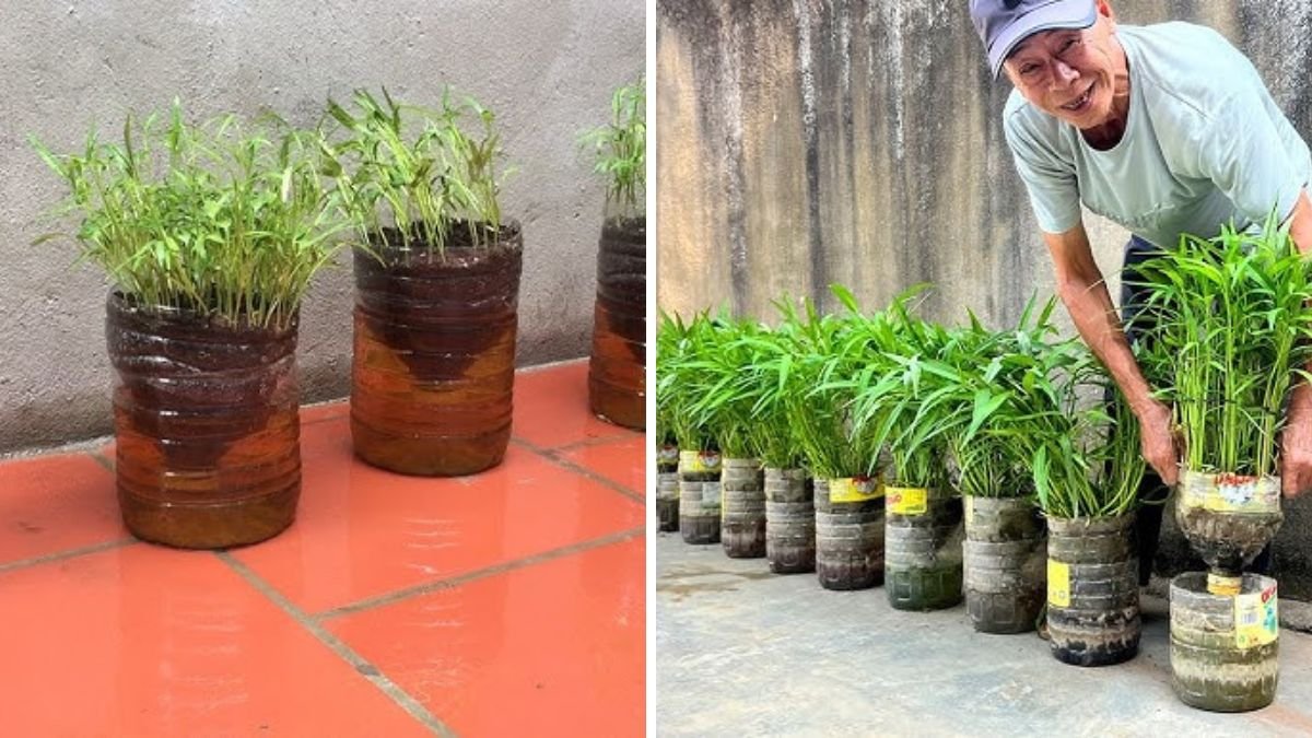Grow Vegetables At Home With Just Plastic Bottles, Never Need To Buy Fresh Again