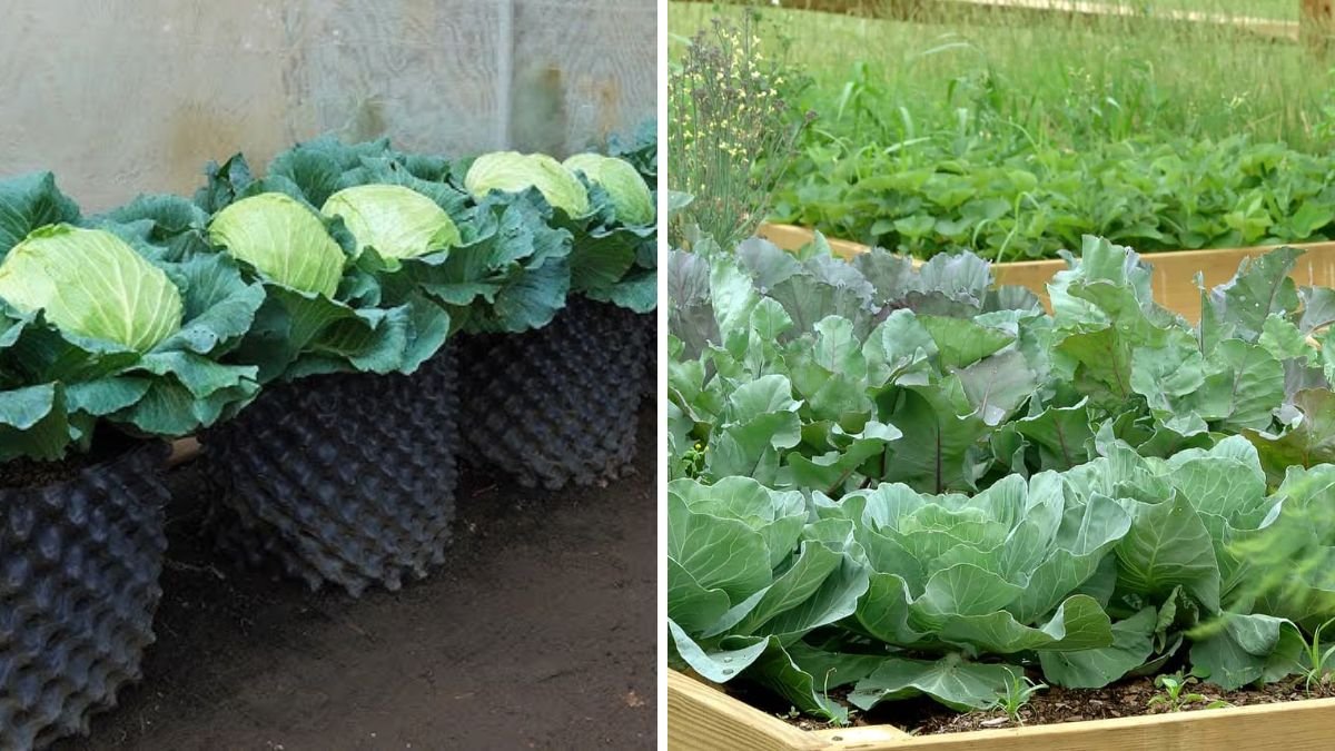 Grow Cabbage Anywhere: Unexpected Great Tips for Thriving Cabbage in Any Space